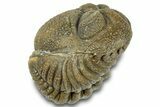Wide Enrolled Morocops Trilobite - Morocco #323201-1